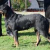 Nikita (9)
